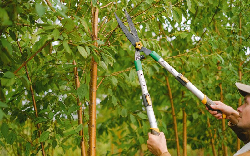 Tree trimming in Bettles Field, AK