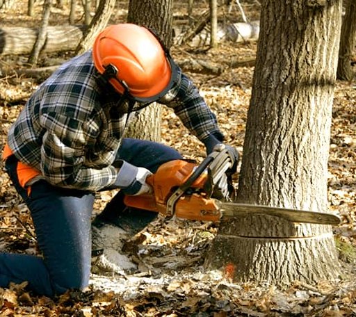 Tree Removal in Bettles Field, AK